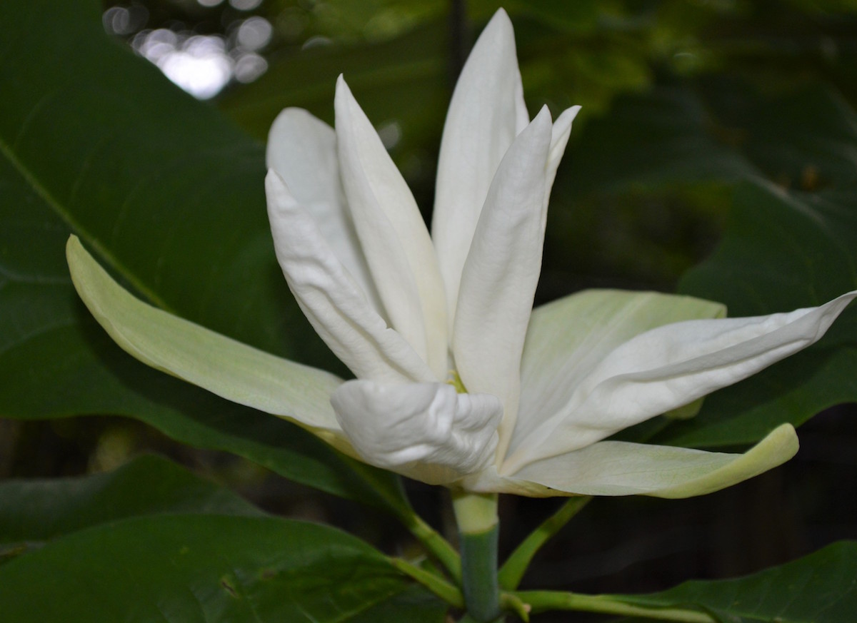 macrophylla